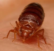 bed-bug