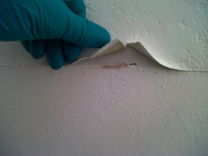 bed-bugs-behind-wallpaper