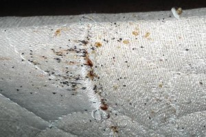 bed-bugs-in-mattress