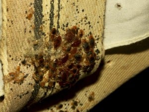 bed-bugs-on-furniture