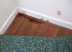 bed-bugs-under-carpet