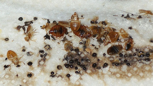 bed-bugs