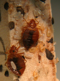 bed-bugs