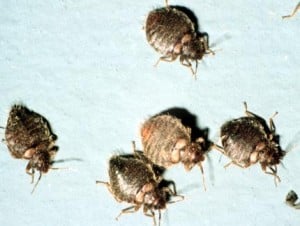 bedbugs