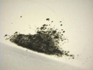 black-mold