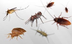 common-house-pests