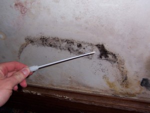 mold