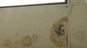 mold-in-schools