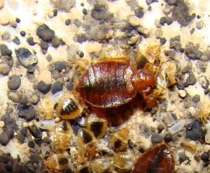 young-bed-bugs