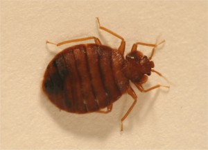 Provided This photo show an adult bedbug.