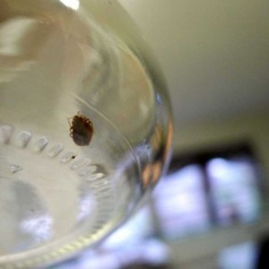 bed-bug-2