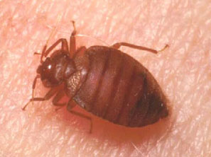 bed-bug-3