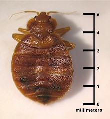 bed-bug-actual-size