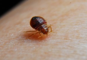 bed-bug-biting