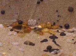 bed-bug-eggs-nymphs