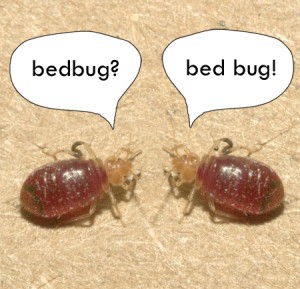 bed-bug-faq