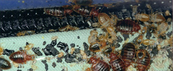 bed-bug-feces-and-shells