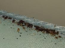 bed-bug-infestation-2