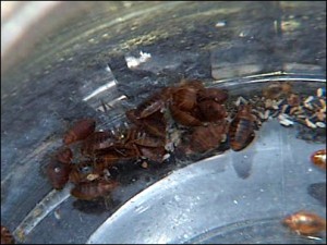 bed-bug-infestation-3