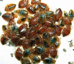bed-bug-infestation
