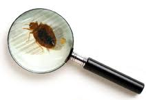 bed-bug-inspection-2