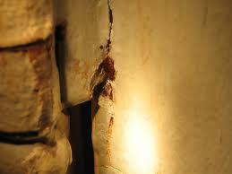 bed-bug-on-a-crack