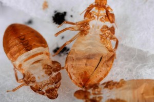 bed-bug-skin