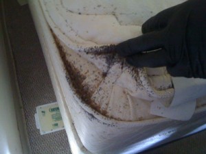 bed-bug-spot