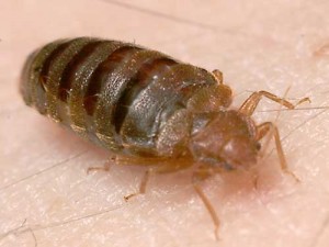 Bed Bug