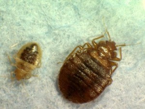 bed-bugs-2