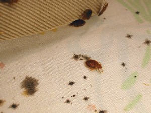 bed-bugs