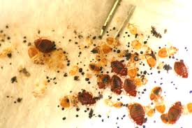 bed-bugs-5