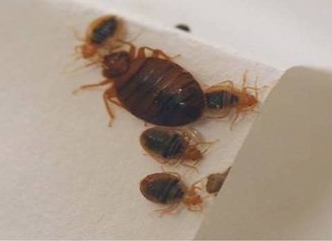 bed-bugs-6