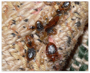 bed-bugs-7