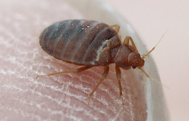 bed-bugs-8