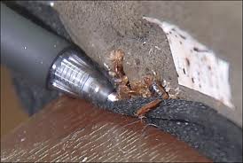 bed-bugs-hiding-2
