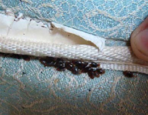 bed-bugs-hiding