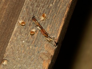 bed-bugs-in-cracks