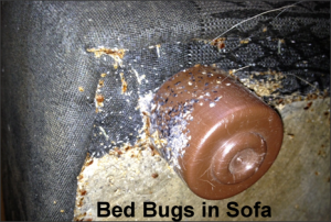 bed-bugs-in-sofa