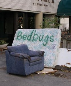 bed-bugs-on-furniture-2