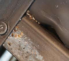 bed-bugs-on-furniture
