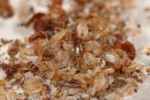bed-bugs-shells