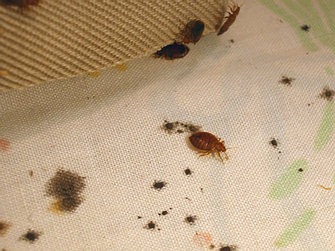 bed-bugs