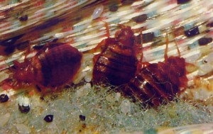 bed-bugs