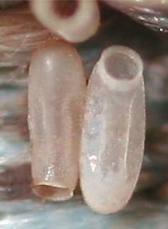 bedbug-eggs