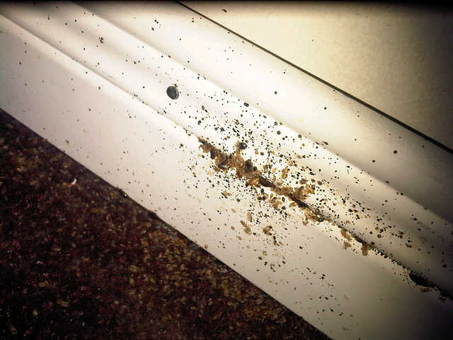 bedbug-infestation