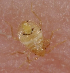 bedbug-nymph