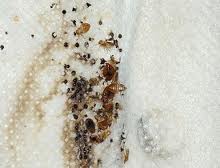 bedbugs-2