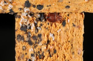 bedbugs-eggs-nymphs