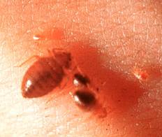 bedbugs-feeding